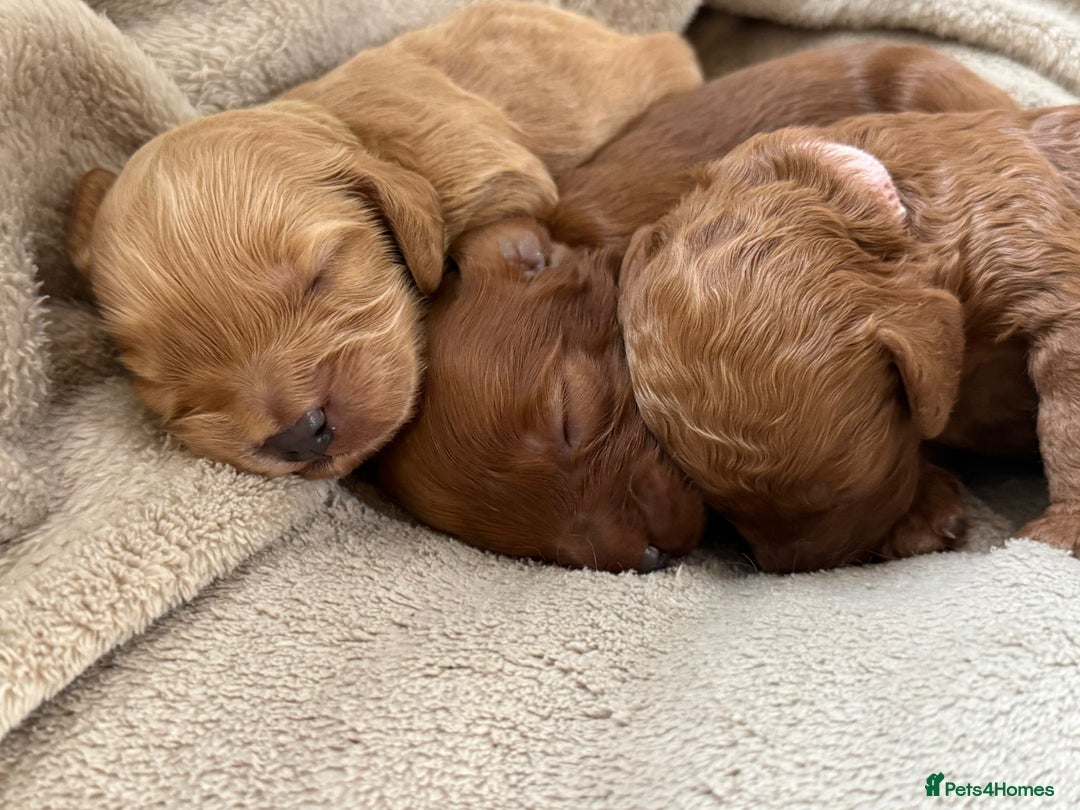 Cockapoo dogs for sale: 2 weeks old cockapoos  - Image 25