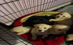 Labrador Retriever dogs for sale: 2 girls 5 boys both vaccinations paid for! - Advert 1