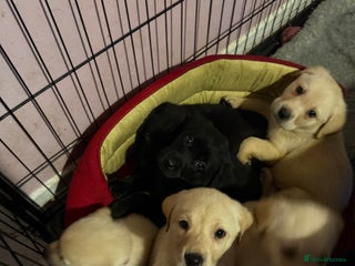 Labrador Retriever dogs for sale: 2 girls 5 boys both vaccinations paid for! - Advert 1