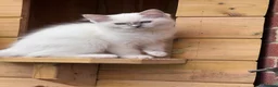 Ragdoll cats for sale: 🐾GCCF registered Blue and Lilac kittens🐾 - Advert 20