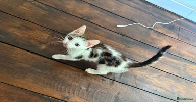 Bengal cats - Advert 6