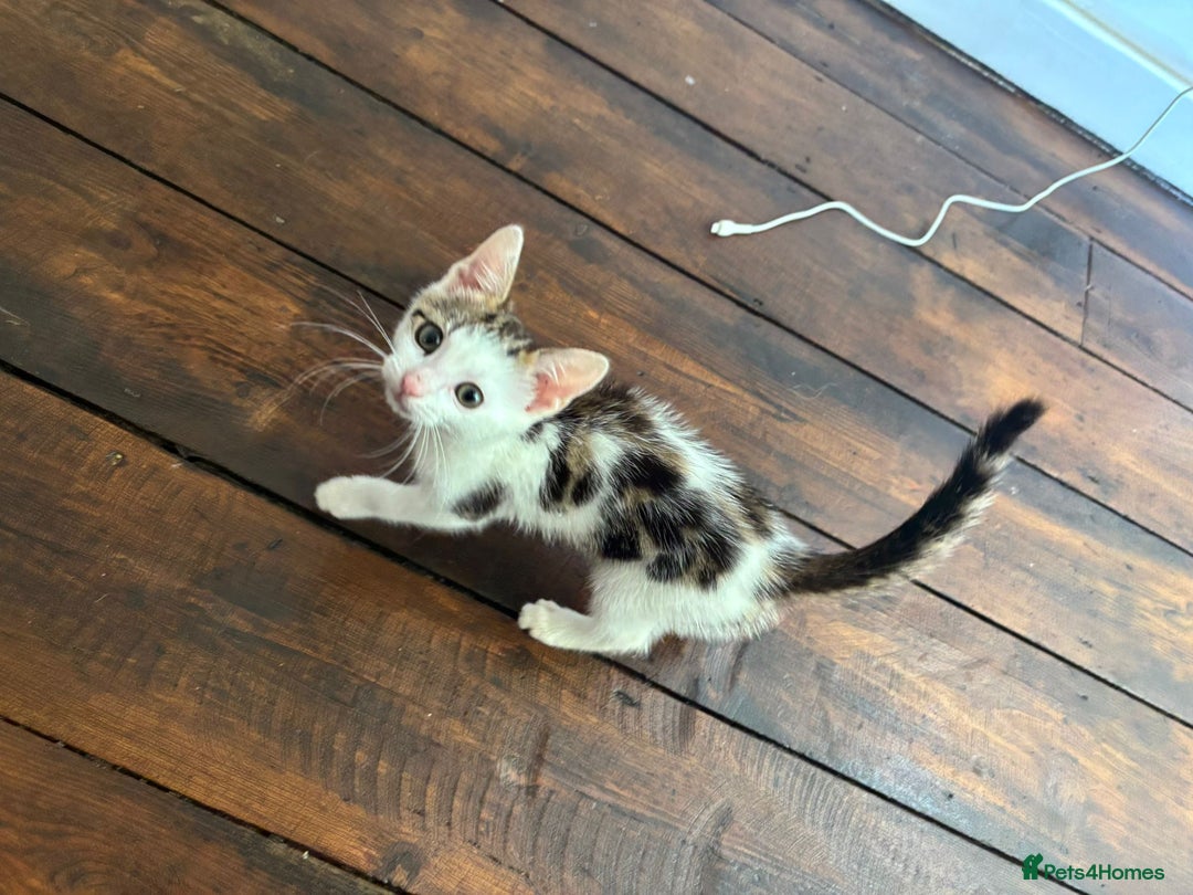 Bengal cats for sale: Begal X Turkish Van kitten  - Image 2