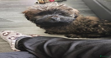 Lhasa Apso dogs - Advert 13
