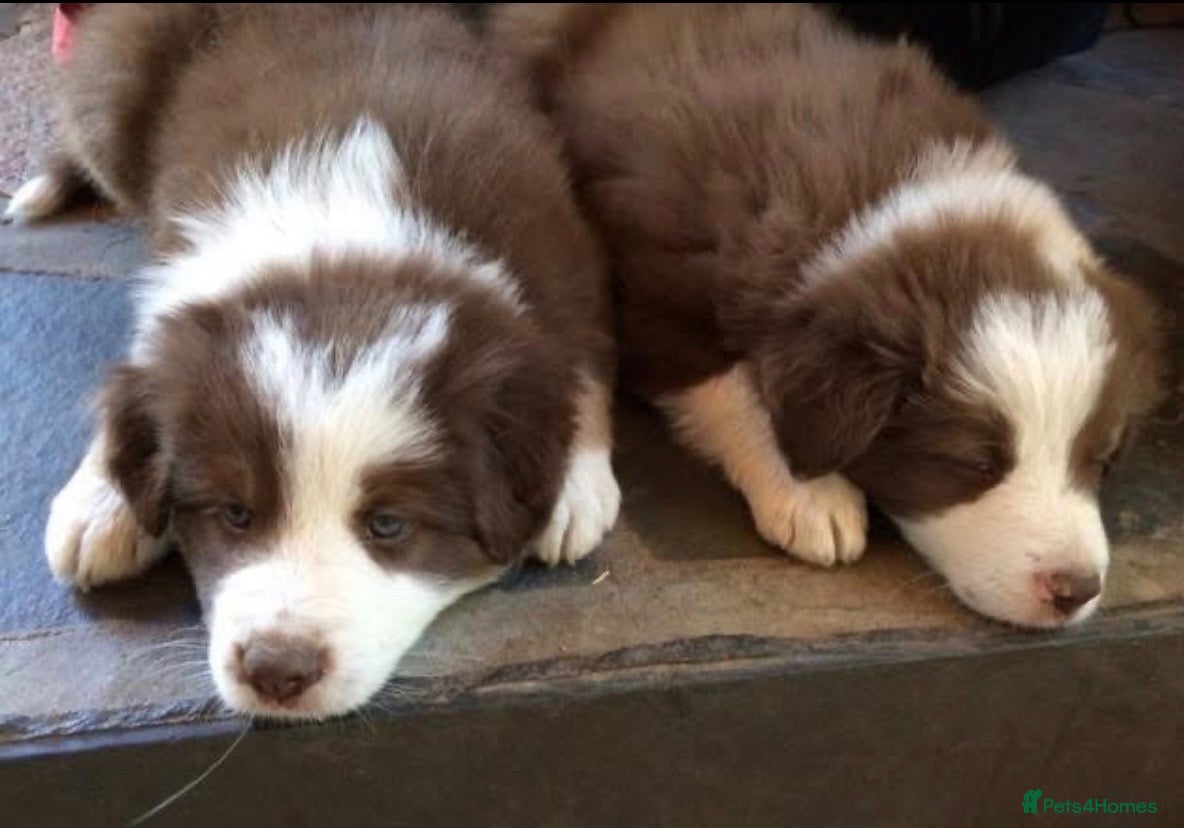 Border Collie dogs Stunning red / blue / black & white pups - Advert 2