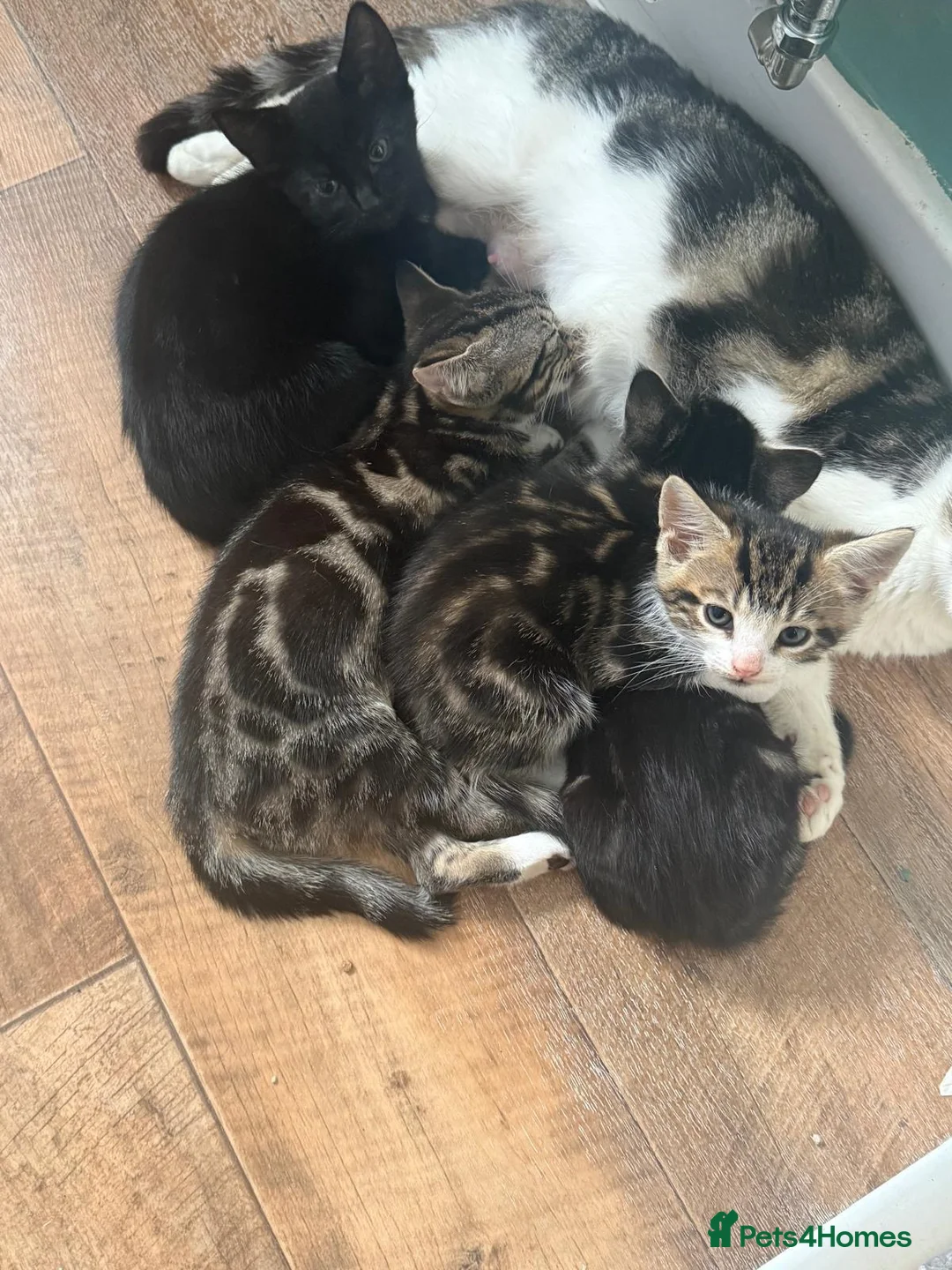 Mixed Breed cats for sale: Beautiful kittens looking for their perfect family - Advert 2