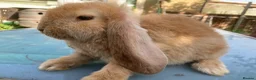 French Lop rabbits for sale: French Lop Bunnies in London - Advert 3