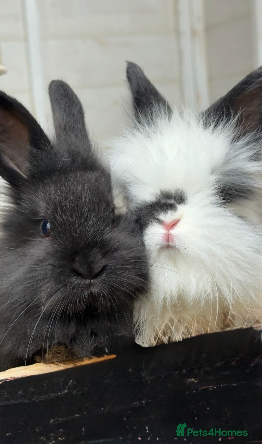 Angora rabbits for sale: Angora x bunnies 8 weeks old  - Advert 3
