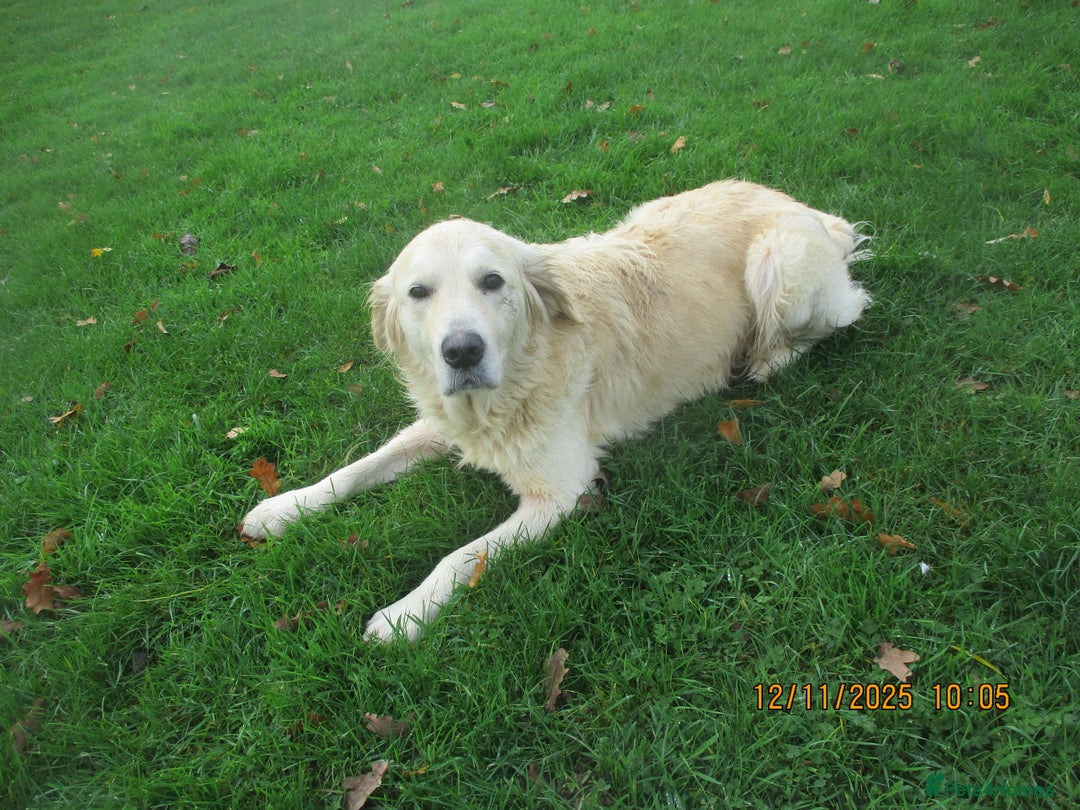 Golden Retriever dogs for sale: golden retriever kc reg x stud dog - Advert 4