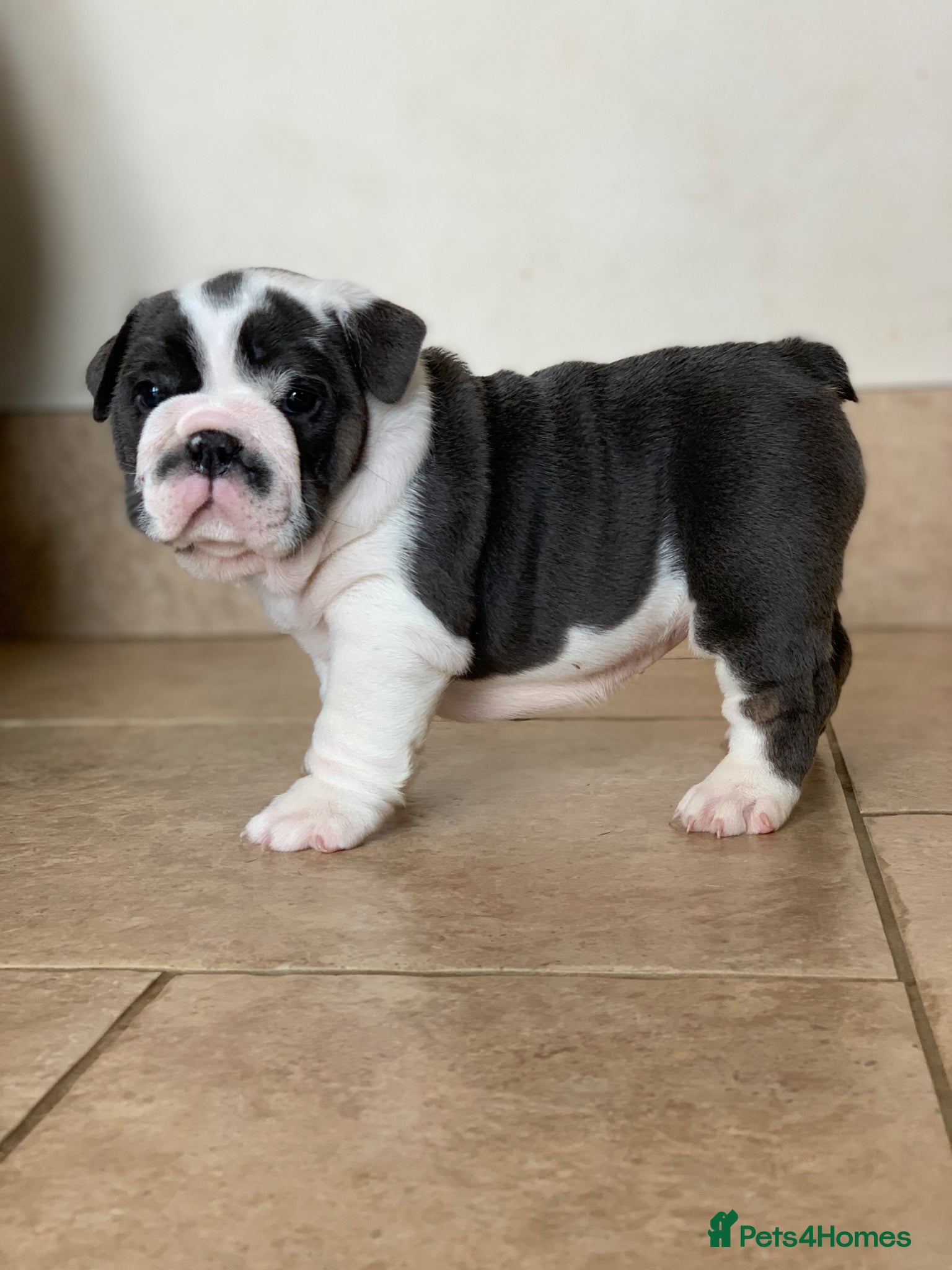 English Bulldog dogs Beautiful pedigree English bulldogs pups - Advert 9