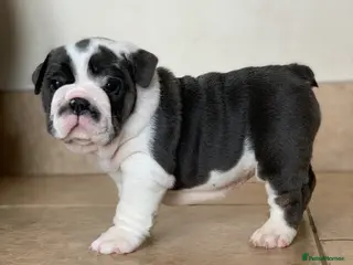 English Bulldog dogs Beautiful pedigree English bulldogs pups - Advert 9