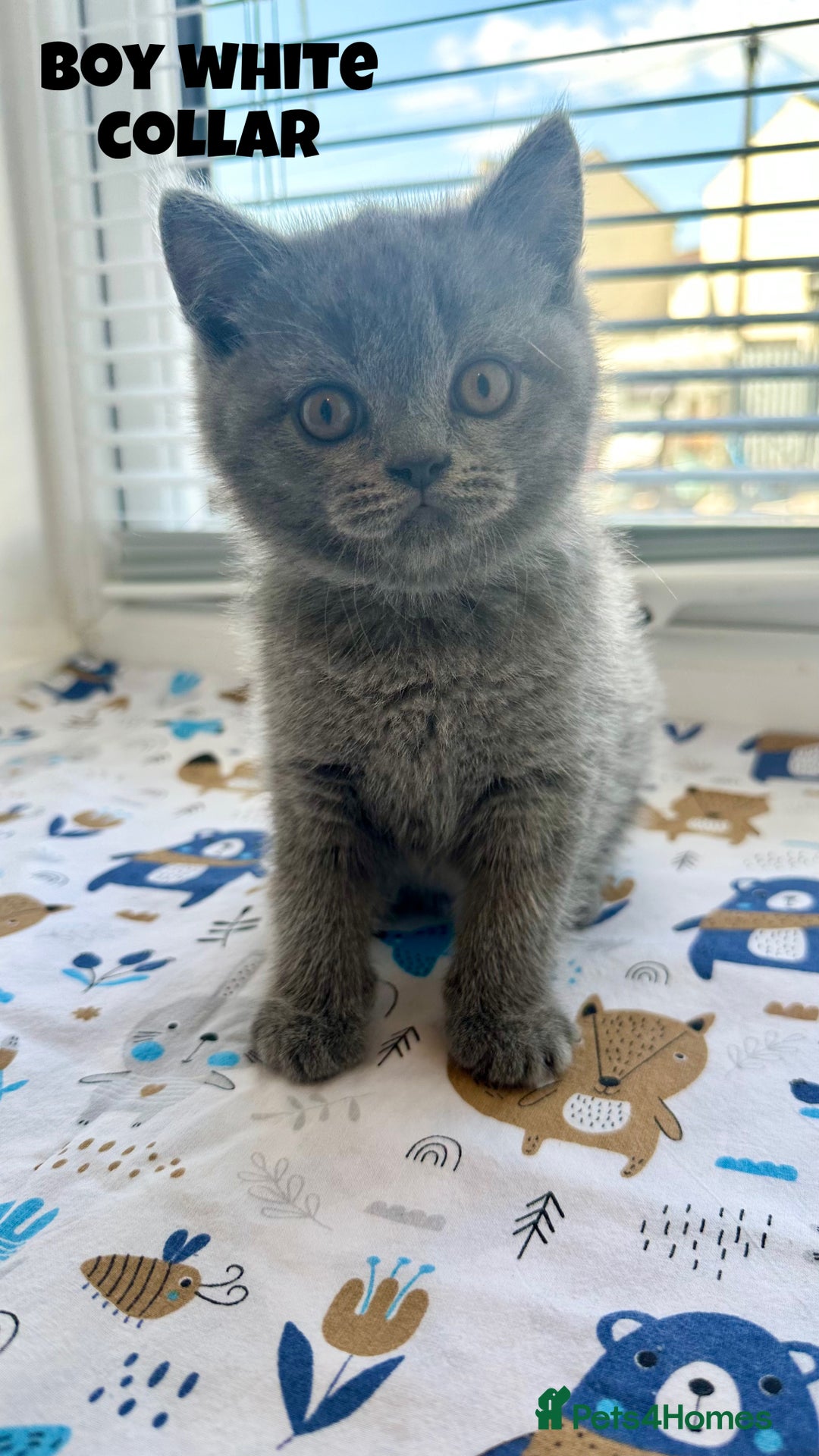 British Shorthair cats for sale: British Shorthair kittens - Image 6
