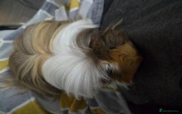 Guinea Pig rodents for sale: 2 female guinea pigs - Advert 1