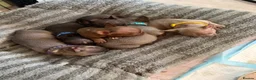 French Bulldog dogs for sale: Beautiful Frenchbulldog Puppies in Colwyn Bay - Advert 23