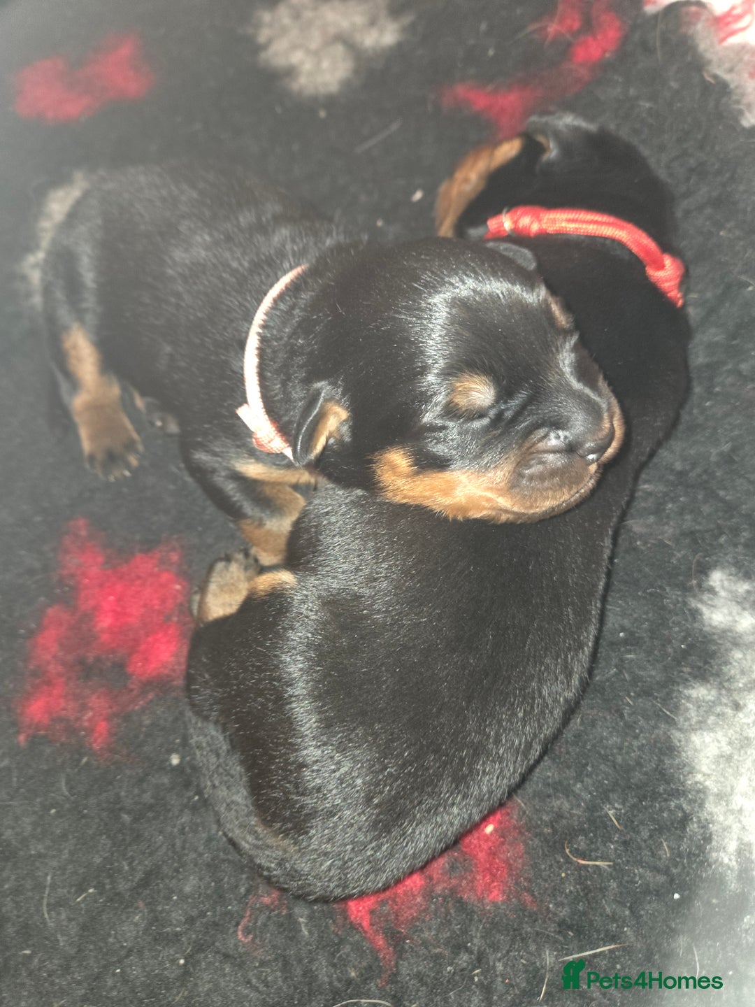 Rottweiler dogs for sale: KC & Fully Health Tested Rottweiler Puppies - Image 3