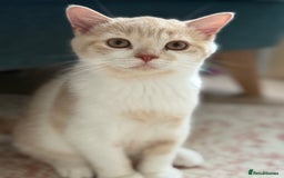 British Shorthair cats for sale: GCCF Registered pedigree British Shorthair Kittens - Image 6