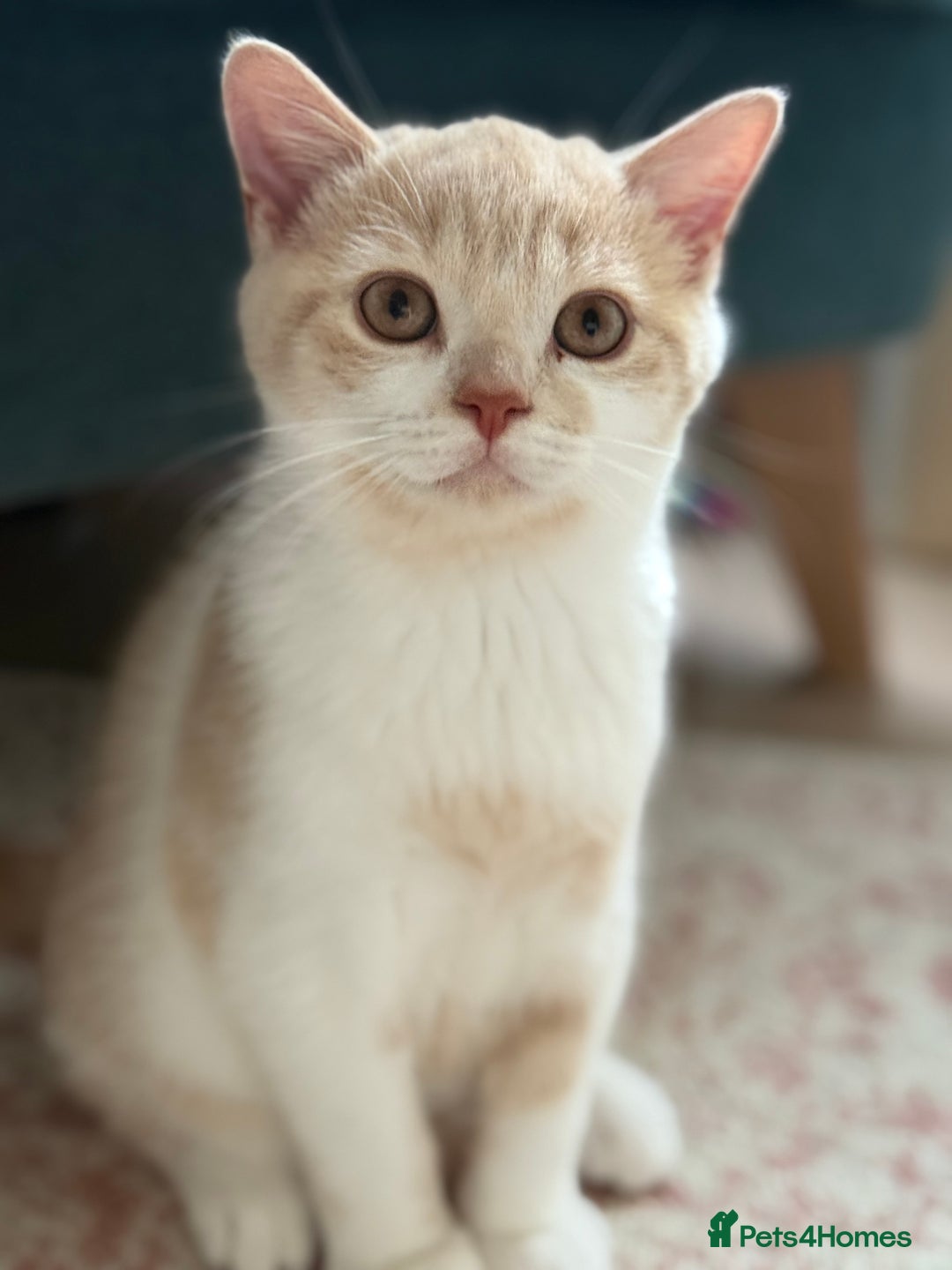 British Shorthair cats for sale: GCCF Registered pedigree British Shorthair Kittens - Image 6