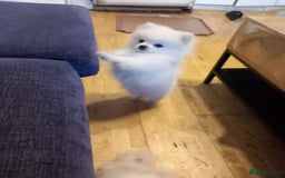 Pomeranian dogs for sale: Bautiful pomeranian puppies - Image 3