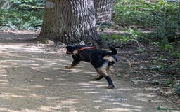 Mixed Breed dogs for sale: Neo German Shepherd/ Rottweiler Cross - Image 5
