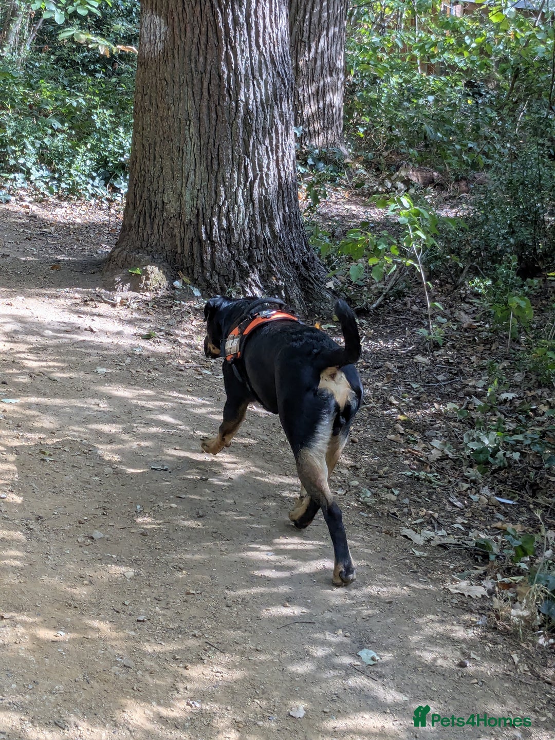 Mixed Breed dogs for sale: Neo German Shepherd/ Rottweiler Cross - Image 5
