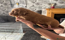 Cocker Spaniel dogs for sale: Working Cocker Spaniel Puppies - Image 8
