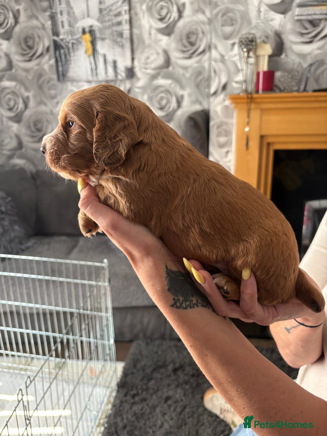 Cocker Spaniel dogs for sale: Working Cocker Spaniel Puppies - Image 8