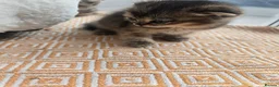 British Shorthair cats for sale: STUNNING! British Shorthair Black Golden Tabbys - Advert 9