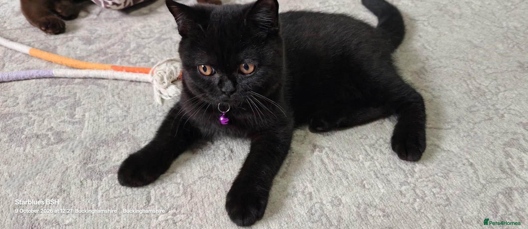 British Shorthair cats Pedigree GCCF BSH Beautiful Girl – Ready now - Advert 1