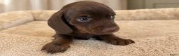 Miniature Dachshund dogs for sale: Miniature Smooth-Haired Dachshund Puppies Puppies in Oxford - Advert 7