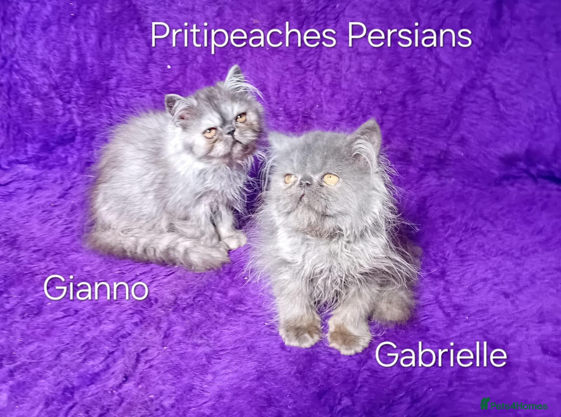 Persian cats Gccf Registered Persian Kittens  - Advert 4
