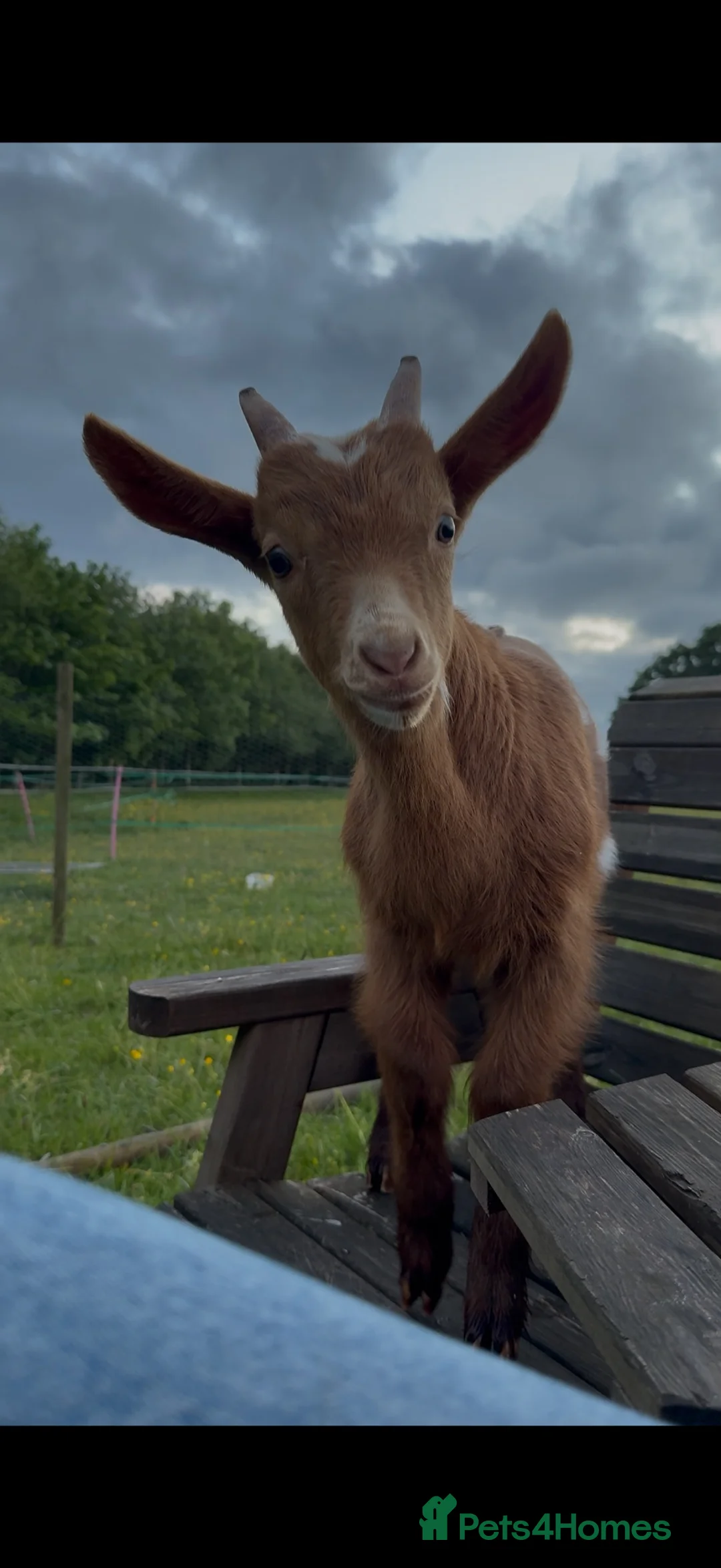Goats livestock for sale: Registered Horned Guernsey Billy Kid - Advert 3
