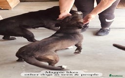 Mixed Breed dogs for adoption: Magpie- beautiful 1 year old- Reserved stc. in Brixham - Image 3