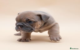 English Bulldog dogs for stud: HEALTH TESTED CLEAR & BOAS GRADED ZERO KC REG in Doncaster - Image 11
