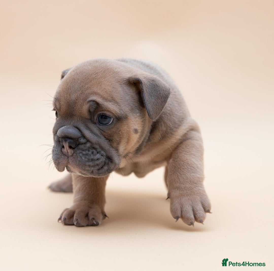 English Bulldog dogs for stud: HEALTH TESTED CLEAR & BOAS GRADED ZERO KC REG in Doncaster - Image 11