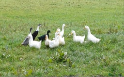 Ducks poultry for sale: Flock of 10 ducks, to be sold together 🦆 - Image 3