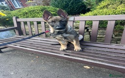 German Shepherd dogs for sale: gorgeous kc reg working blood line German Shepard  - Image 36