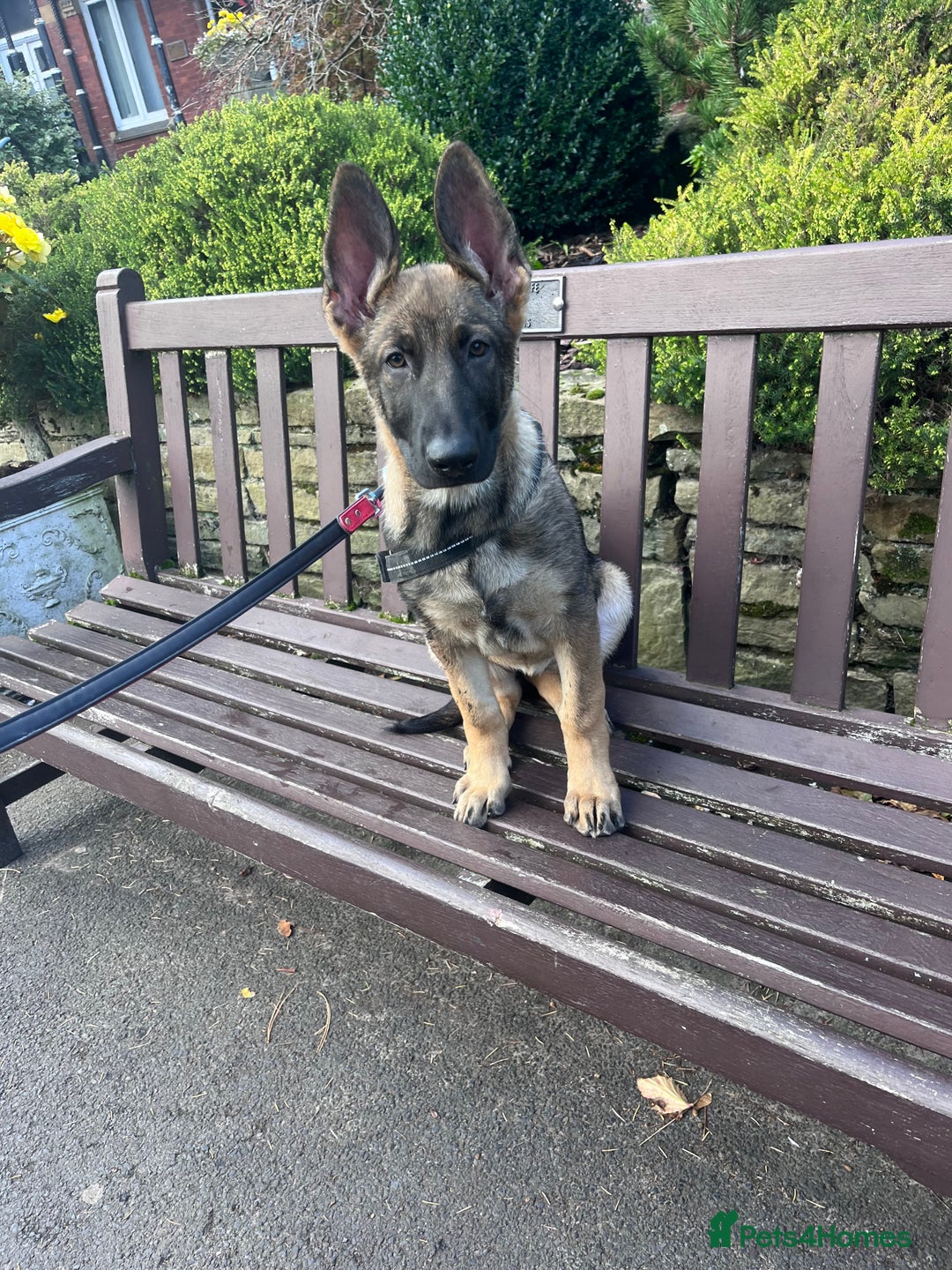 German Shepherd dogs for sale: gorgeous kc reg working blood line German Shepard  - Image 36