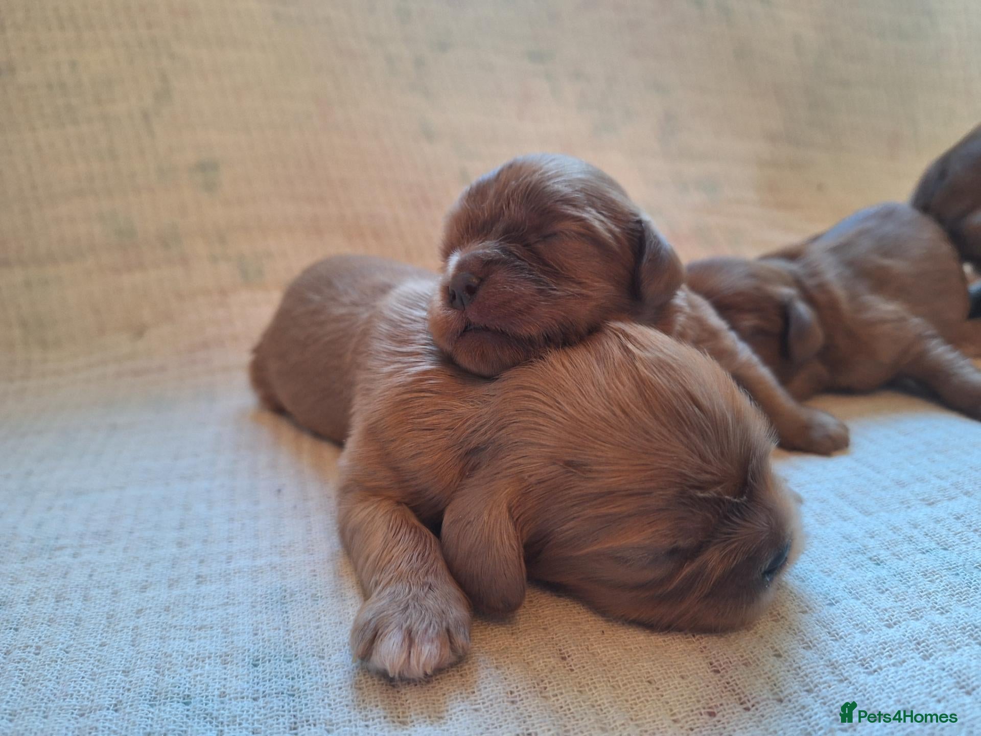 Cavalier King Charles Spaniel dogs KC,  Health Tested from Champion bloodlines  - Advert 1