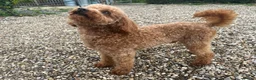 Toy Poodle dogs for sale: 🐶🐾Toy Poodle Puppies 🐾🐶 in Tunbridge Wells - Advert 3