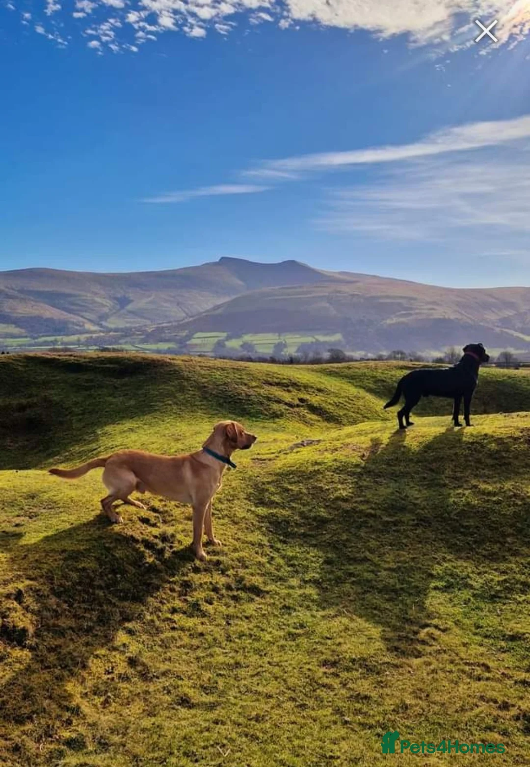 Labrador Retriever dogs for stud: Labrador Ret. 100%-success PROVEN KC/Health tested in Brecon - Advert 13