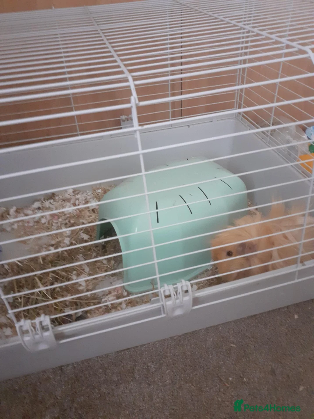 Guinea Pig rodents for sale: 2 stunning rare bonded male guinea pigs with cage in Nottingham - Advert 5