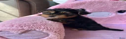 Yorkshire Terrier dogs for sale: Toy Yorkshire terrier puppies  - Advert 9
