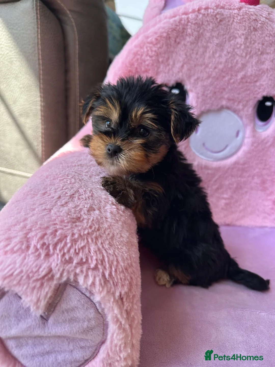 Yorkshire Terrier dogs for sale: Toy Yorkshire terrier puppies  - Advert 9
