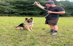 German Shepherd dogs for sale: German Shepherd kc reg straight backed - Image 2