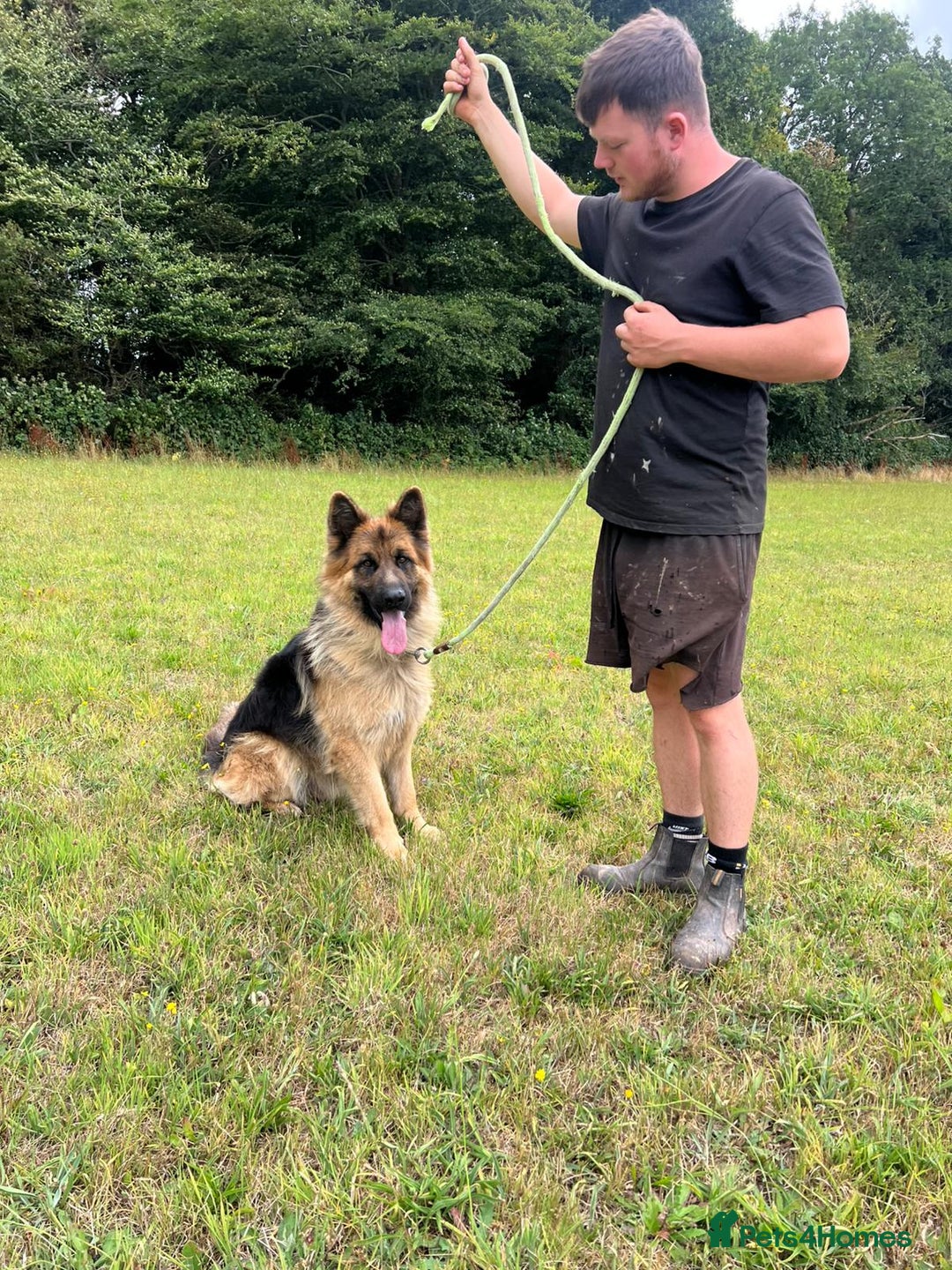 German Shepherd dogs for sale: German Shepherd kc reg straight backed - Image 2