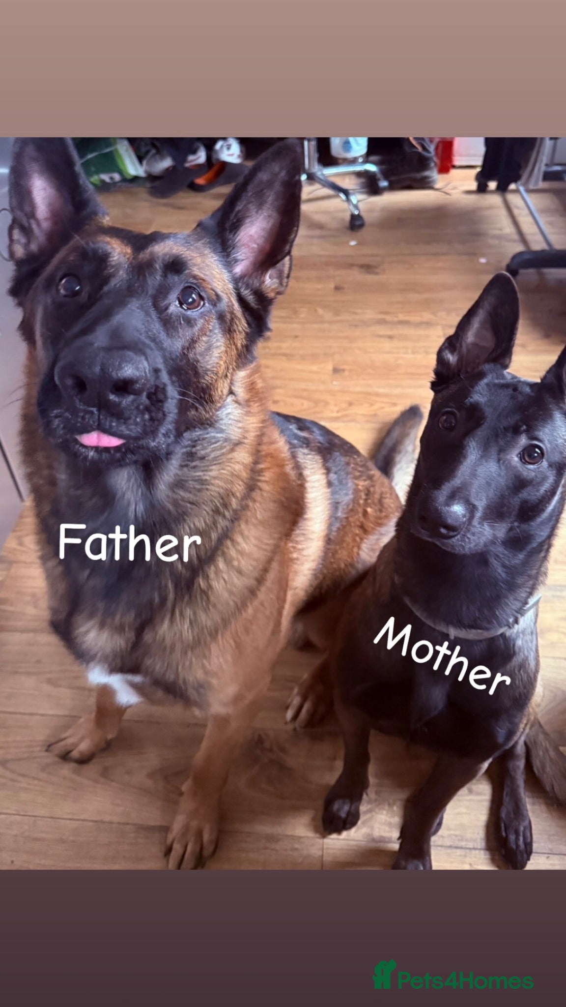 Belgian Shepherd Dog dogs 9 Beautiful Babies  - Advert 21