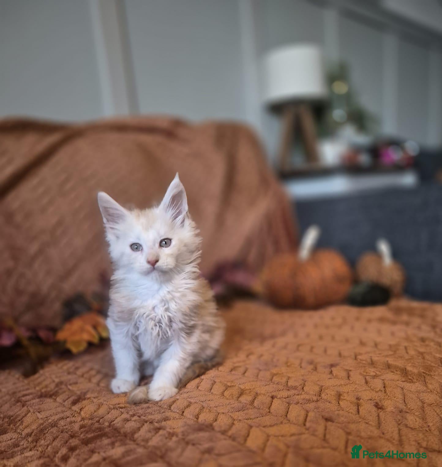 Maine Coon cats for sale: Adorable Purebred Mainecoons  - Advert 1