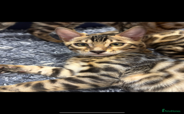 Bengal cats - Advert 5