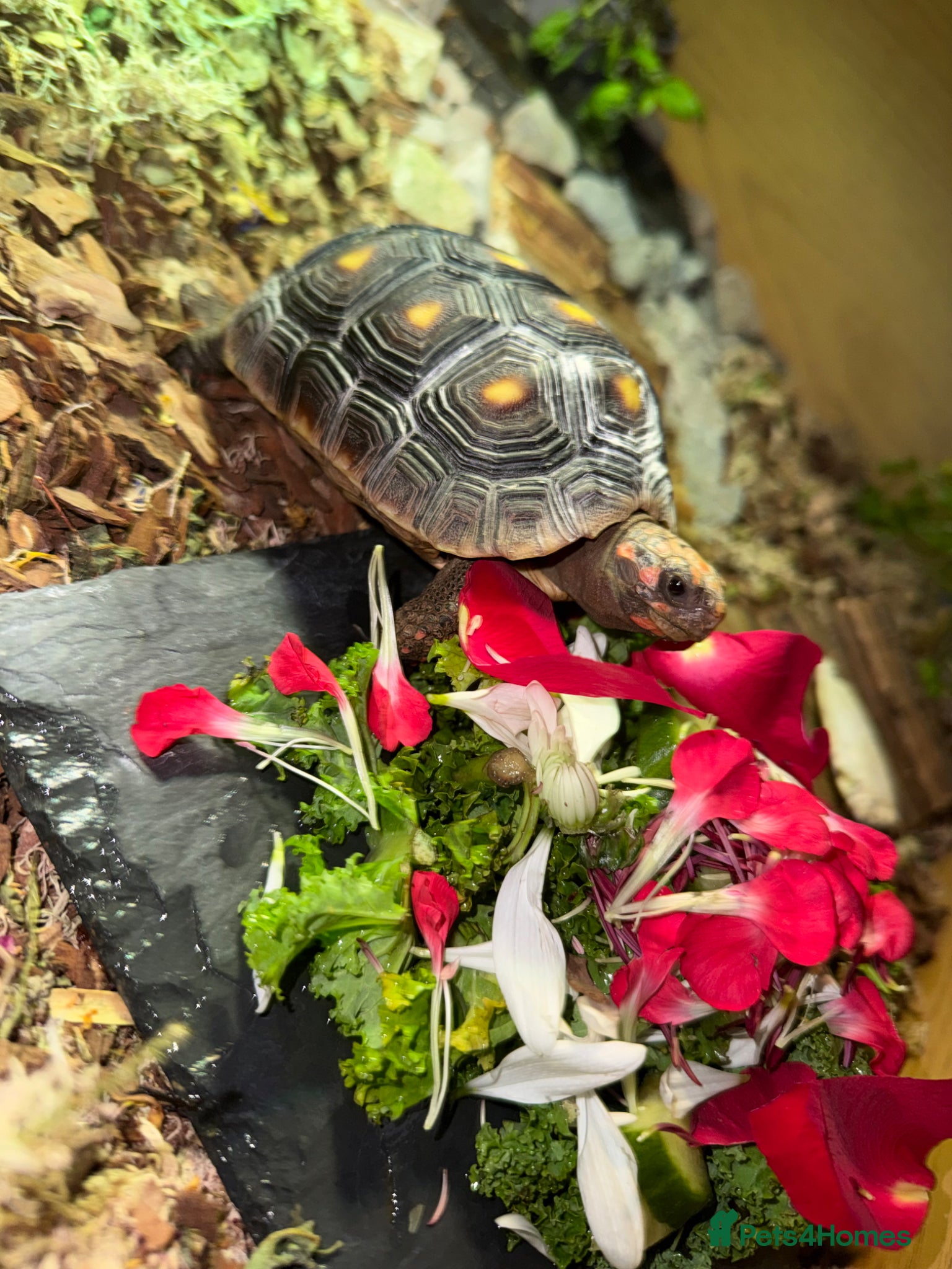 Tortoise reptiles for sale: Red foot tortoise  in Saint Leonards-on-sea - Advert 17