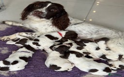 English Springer Spaniel dogs for sale: Beautiful Springer Spaniel working line - Advert 7