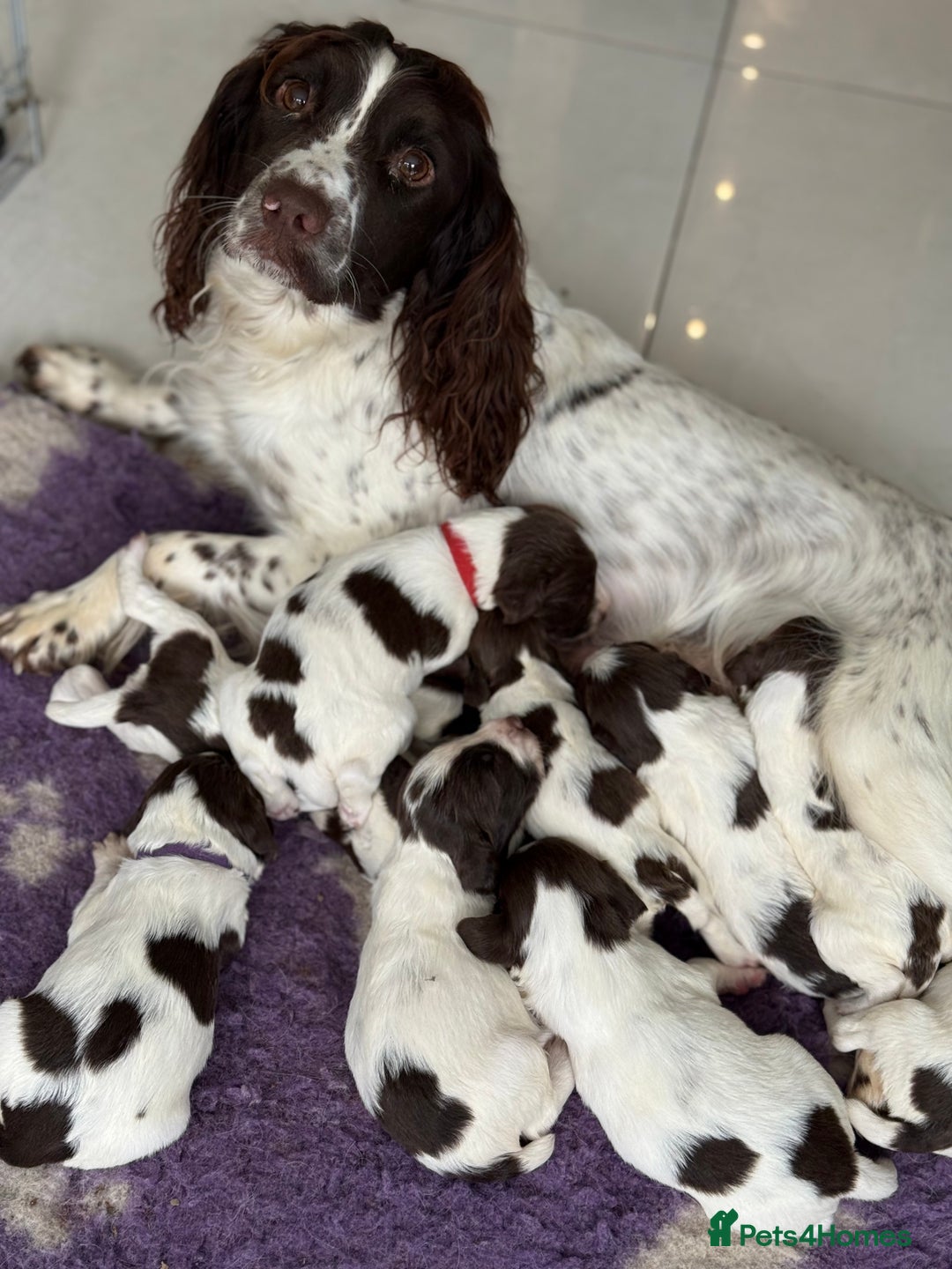 English Springer Spaniel dogs for sale: Beautiful Springer Spaniel working line - Advert 7